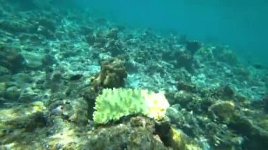 Farklı balık ve mercanlarla yaşayan bir resif. Bazı yerlerde, balıklar renkli, siyah beyaz, sarı, sürü ve diğerleri. Ada resiflerinin ve açık okyanusun sınırı. Renkli mercanlar