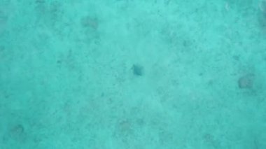 Bir deniz vatozu berrak okyanus suyunda yüzer. Manta vatozları suyun yüzeyine yükselir ve yiyecek aramak için dibe batar. Denizin en yüksek turkuaz su manzarası. Küçük mercanlar görünür.