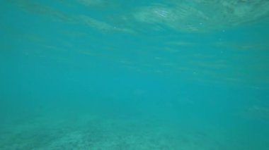 Okyanusta bir mercan adasının yakınında balıkla şnorkelle yüzmek. Bazı yerlerde resif ölü ve renksizdir, ama yeni bir tanesi de canlıdır. Renkli balık sürüleri yüzüyor. Aşağıda çöp var.