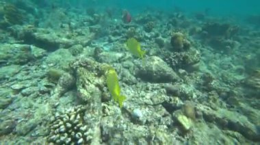 Farklı balık ve mercanlarla yaşayan bir resif. Bazı yerlerde, balıklar renkli, siyah beyaz, sarı, sürü ve diğerleri. Ada resiflerinin ve açık okyanusun sınırı. Renkli mercanlar