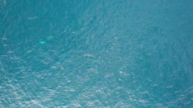 İHA 'dan gelen yunus sürüsünün hava görüntüsü. Oyuncu mavi okyanusta yüzer, bazen sudan atlayıp bir sürü su sıçratır. Bir sürü yunus. Denizin koyu mavi suyu. Balık