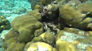 Farklı balık ve mercanlarla yaşayan bir resif. Bazı yerlerde, balıklar renkli, siyah beyaz, sarı, sürü ve diğerleri. Ada resiflerinin ve açık okyanusun sınırı. Renkli mercanlar