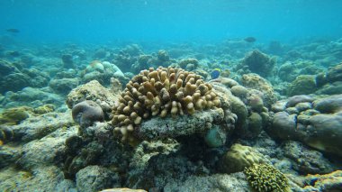 Tropikal okyanusun berrak sularında çeşitli deniz canlılarıyla çevrili kayalık oluşumlarda gelişen canlı mercan resifleri sualtı ekosistemlerinin güzelliğini ve zenginliğini gözler önüne seriyor.
