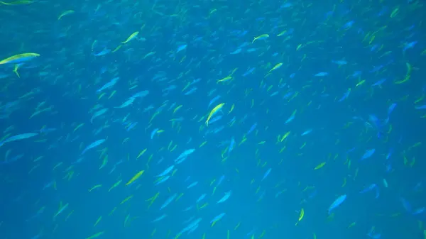 Geniş canlı piyade balığı sürüsü berrak mavi sularda zarifçe yüzüyor ve tropik bir cennette hayat ve renkle dolu çarpıcı bir sualtı sahnesi yaratıyor.