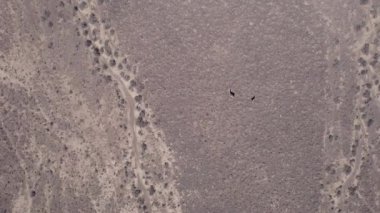 İki ceylan bozkırda bir drondan kaçıyor. Gazella subgutturosa çalılık biçimindeki engelleri çok çabuk aşar. Toz toynakların altından uçup gidiyor. Vahşi doğadaki ceylanlar