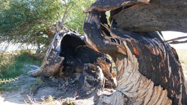 Yakından bakınca kömürleşmiş bir ağaç gövdesinin canlı yeni gelişimi yıkıcı bir yangından sonra doğanın olağanüstü esnekliğini gösteriyor.