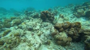 Okyanusta bir mercan adasının yakınında balıkla şnorkelle yüzmek. Bazı yerlerde resif ölü ve renksizdir, ama yeni bir tanesi de canlıdır. Renkli balık sürüleri yüzüyor. Aşağıda çöp var.