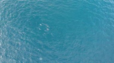 İHA 'dan gelen yunus sürüsünün hava görüntüsü. Oyuncu mavi okyanusta yüzer, bazen sudan atlayıp bir sürü su sıçratır. Bir sürü yunus. Denizin koyu mavi suyu. Balık