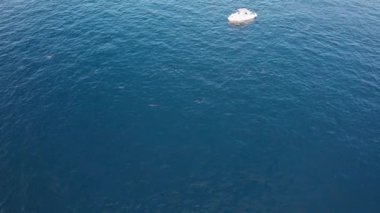 Beyaz bir tekne ve yunus sürüsünün insansız hava aracı görüntüsü. Oyuncu mavi okyanusta yüzer, bazen sudan atlayıp bir sürü su sıçratır. Tekne sürüyü kovalıyor.