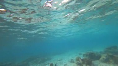 Maldivler 'de balık ve mercanlarla şnorkelle yüzmek. Turkuaz berrak su. Güzel bir resif, ama bazı yerlerde rengini kaybetmiş. Bir sürü farklı balık var. Beyaz kum. Güneşten gelen ışınlar. Yeni mercanlar