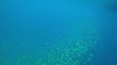 Okyanusta büyük bir sarı-mavi balık sürüsü. Küçük ölçekli balıklar, suyun altındaki güneş ışınlarında parıldıyor. Ortalarında bir sürü balık var. Suyun mavi rengi hafif bulutlu.