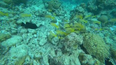 Farklı balık ve mercanlarla yaşayan bir resif. Bazı yerlerde, balıklar renkli, siyah beyaz, sarı, sürü ve diğerleri. Ada resiflerinin ve açık okyanusun sınırı. Renkli mercanlar