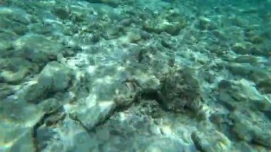 Farklı balık ve mercanlarla yaşayan bir resif. Bazı yerlerde, balıklar renkli, siyah beyaz, sarı, sürü ve diğerleri. Ada resiflerinin ve açık okyanusun sınırı. Renkli mercanlar