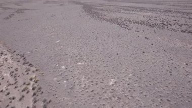 İki ceylan bozkırda bir drondan kaçıyor. Gazella subgutturosa çalılık biçimindeki engelleri çok çabuk aşar. Toz toynakların altından uçup gidiyor. Vahşi doğadaki ceylanlar