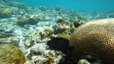 Kara balıklar, sığ sularda güneşli bir günde, büyük bir beyin mercanının yanında yüzerek sualtı dünyasının canlı renklerini ve dokularını gösterirler.