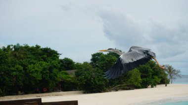 Gri balıkçıl zarif bir şekilde el değmemiş beyaz kumlu plajın üzerinde süzülür, kanatları yemyeşil tropikal bitki örtüsüne ve maldivlerin turkuaz sularına uzanır.
