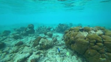 Okyanusta bir mercan adasının yakınında balıkla şnorkelle yüzmek. Bazı yerlerde resif ölü ve renksizdir, ama yeni bir tanesi de canlıdır. Renkli balık sürüleri yüzüyor. Aşağıda çöp var.