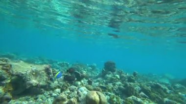 Okyanusta bir mercan adasının yakınında balıkla şnorkelle yüzmek. Bazı yerlerde resif ölü ve renksizdir, ama yeni bir tanesi de canlıdır. Renkli balık sürüleri yüzüyor. Aşağıda çöp var.