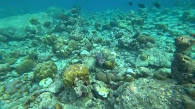 Okyanusta bir mercan adasının yakınında balıkla şnorkelle yüzmek. Bazı yerlerde resif ölü ve renksizdir, ama yeni bir tanesi de canlıdır. Renkli balık sürüleri yüzüyor. Aşağıda çöp var.