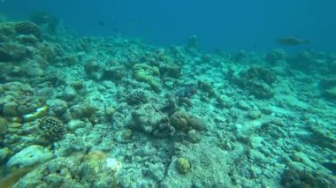 Okyanusta bir mercan adasının yakınında balıkla şnorkelle yüzmek. Bazı yerlerde resif ölü ve renksizdir, ama yeni bir tanesi de canlıdır. Renkli balık sürüleri yüzüyor. Aşağıda çöp var.