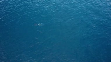 İHA 'dan gelen yunus sürüsünün hava görüntüsü. Oyuncu mavi okyanusta yüzer, bazen sudan atlayıp bir sürü su sıçratır. Bir sürü yunus. Denizin koyu mavi suyu. Balık