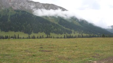 Beyaz bulutlar yeşil tepelerin ve dağların üzerinde yüzer. Kamp ateşinden gelen hafif duman yere yakın uçuyor. Çimenli büyük yeşil tarlalar, bir sürü köknar ağacı. Rocky Peak. Atmosferik doğa videosu