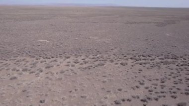 İki ceylan bozkırda bir drondan kaçıyor. Gazella subgutturosa çalılık biçimindeki engelleri çok çabuk aşar. Toz toynakların altından uçup gidiyor. Vahşi doğadaki ceylanlar