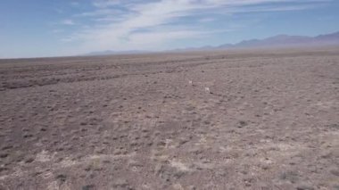İki ceylan bozkırda bir drondan kaçıyor. Gazella subgutturosa çalılık biçimindeki engelleri çok çabuk aşar. Toz toynakların altından uçup gidiyor. Vahşi doğadaki ceylanlar