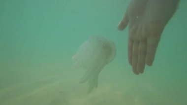 Yeşil deniz sularında zarif bir şekilde titreşen yarı saydam denizanası. Yumuşak akıntılar arasında hareket eden hassas dokunaçlarıyla su altında güneş ışığı altında sürüklenen deniz organizması.