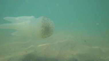 Deniz biyoloğu, kumlu deniz tabanının yanında yarı saydam bir denizanasıyla dikkatlice etkileşime girer ve deniz yaşamı gözlem ve araştırmalarına saygılı bir yaklaşım sergiler.