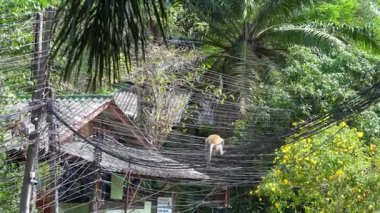 Çevik maymun, tropikal bir bungalovun üzerine dizilmiş bir halat ağında ustalıkla dolaşarak, verimli yeşil yaprakların arasında doğal maharetini ve dengesini gösterir.