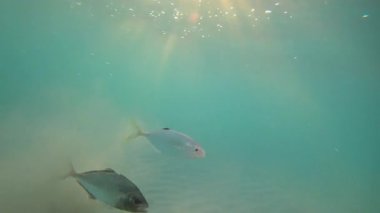 Deniz altı sahnesi turkuaz deniz yatağını, yumuşak dalgaları, kumlu zemine yakın yüzen küçük balıkların tortuyu tekmelediğini gösteriyor.