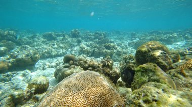 Güneş ışığı, rengarenk deniz yaşamı ve kristal berrak tropikal sularda karmaşık mercan oluşumlarıyla dolu çeşitli bir mercan resif ekosistemini aydınlatarak büyüleyici bir sualtı sahnesi yaratır.