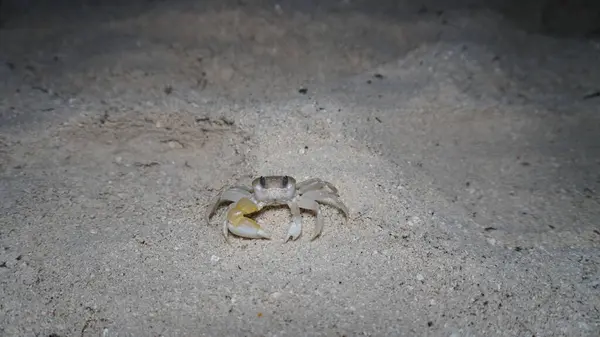 Geceleri kumlu yuvasından çıkan küçük hayalet yengeç solgun bir vücut ve kumsaldaki yumuşak, loş ışıkla aydınlatılmış çarpıcı sarı bir pençe sergiliyor.