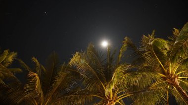 Parlak bir ayın altında, sıcak meltemde sallanan palmiye ağaçları, yıldızlı bir gece gökyüzü ile çevrili, sakin ve sakin bir tropikal manzara yaratıyor dinlenmek için mükemmel