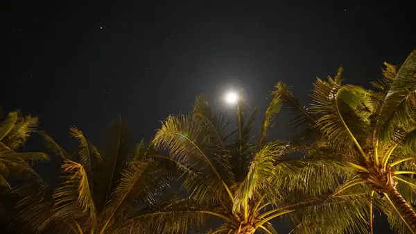 Parlak bir ayın altında, sıcak meltemde sallanan palmiye ağaçları, yıldızlı bir gece gökyüzü ile çevrili, sakin ve sakin bir tropikal manzara yaratıyor dinlenmek için mükemmel