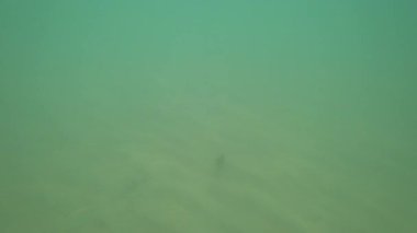 Deniz altı sahnesi turkuaz deniz yatağını, yumuşak dalgaları, kumlu zemine yakın yüzen küçük balıkların tortuyu tekmelediğini gösteriyor.