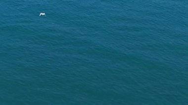 Yalnız beyaz martı derin mavi okyanus suları üzerinde zarif bir şekilde süzülüyor, el değmemiş vahşi yaşam ve geniş deniz manzarası arasında çarpıcı bir renk kontrastı oluşturuyor.