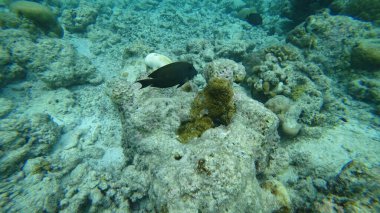 Esmer cerrah balığı canlı bir mercan resif ekosisteminde zarifçe süzülerek doğal ortamında gelişen deniz yaşamının çarpıcı güzelliğini vurguluyor.
