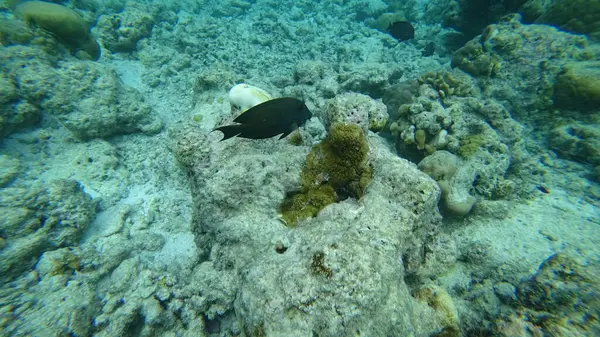 Esmer cerrah balığı canlı bir mercan resif ekosisteminde zarifçe süzülerek doğal ortamında gelişen deniz yaşamının çarpıcı güzelliğini vurguluyor.