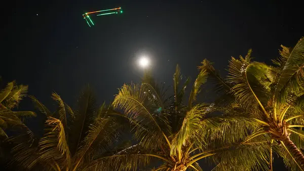 Parlak ay ışığı altında parlayan palmiye ağaçlarının tepeleri, yıldızlı bir gece gökyüzü tarafından çerçevelenmiş, tropikal ve egzotik bir atmosferi çağrıştırıyor, dinginlik ve rahatlama hissi uyandırıyor.