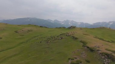 Büyük koyun sürüsü yemyeşil bir dağ yamacında huzur içinde otluyor. Görkemli kar örtülü dağlar nefes kesici bir zemin sağlıyor.