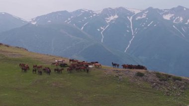 Vahşi atlar yemyeşil dağ yamacında huzur içinde otluyor, görkemli kar tepeleri, el değmemiş vahşi doğanın dramatik zeminini oluşturuyor, sürüler dağlık çayırlarda özgürce dolaşıyorlar.