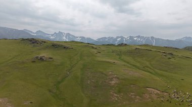 Yeşil bir çayırda otlayan koyun sürüsü bulutlu bir gökyüzünün altında arka planda karla kaplı dağlar, huzurlu ve huzurlu bir manzara yaratıyor.