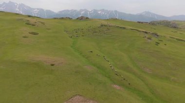 Büyük koyun sürüsü yemyeşil bir dağ yamacında huzur içinde otluyor. Görkemli kar örtülü dağlar nefes kesici bir zemin sağlıyor.