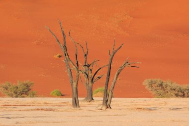 Deadvlei, Namibya 'daki Namib-Naukluft Parkı' nda bulunan beyaz kil tavası. Ölü akasya ağaçları. Arkaplanda renkli kum tepeleri.