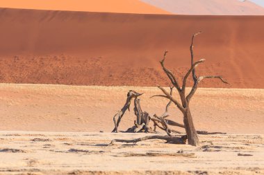 Deadvlei, Namibya 'daki Namib-Naukluft Parkı' nda bulunan beyaz kil tavası. Ölü akasya ağaçları. Arkaplanda renkli kum tepeleri.