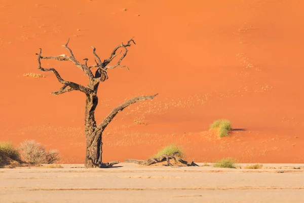 Deadvlei Namibya Daki Namib Naukluft Parkı Nda Bulunan Beyaz Kil — Stok fotoğraf