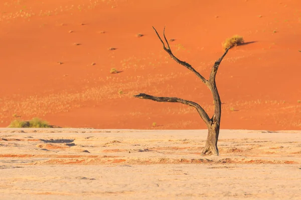 Deadvlei Fehér Agyag Serpenyő Található Namíbiai Namib Naukluft Parkban Halott — Stock Fotó