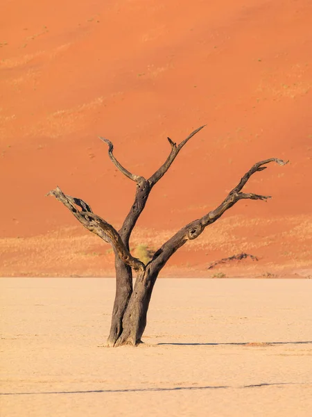 ナミビアのナミブ ノークルフト公園内にある白い土鍋 デアドレイ 死んだアカシアの木 背景にカラフルな砂丘 — ストック写真